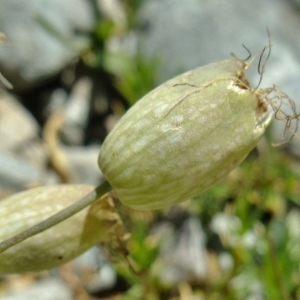 Photographie n°675522 du taxon Silene uniflora subsp. prostrata (Gaudin) Chater & Walters [1990]