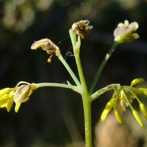 Photographie n°675560 du taxon Thalictrum minus L. [1753]