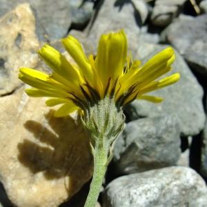 Photographie n°675579 du taxon Tolpis staticifolia (All.) Sch.Bip. [1861]