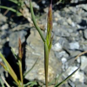 Photographie n°675612 du taxon Trisetum distichophyllum (Vill.) P.Beauv. ex Roem. & Schult. [1817]