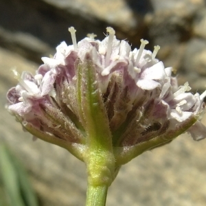 Photographie n°675622 du taxon Valeriana saliunca All. [1785]