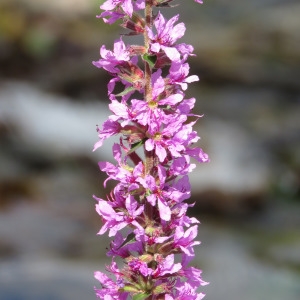 Photographie n°675691 du taxon Lythrum salicaria L. [1753]