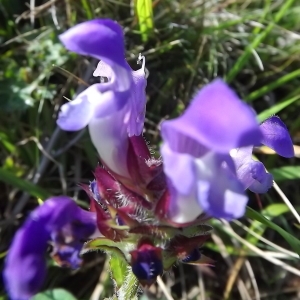 Photographie n°675788 du taxon Prunella grandiflora (L.) Schöller [1775]