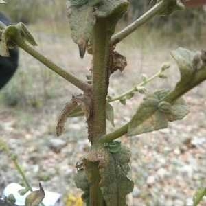 Photographie n°675816 du taxon Verbascum sinuatum L. [1753]