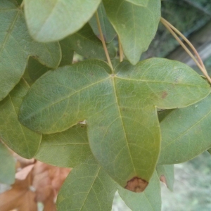 Photographie n°675817 du taxon Acer monspessulanum L. [1753]