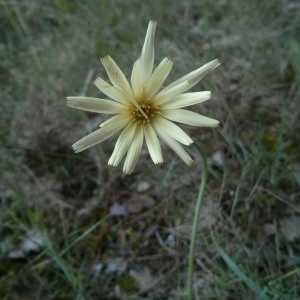 Photographie n°675822 du taxon Urospermum dalechampii (L.) Scop. ex F.W.Schmidt [1795]