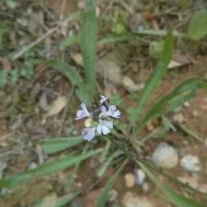 Photographie n°675826 du taxon Verbena officinalis L. [1753]