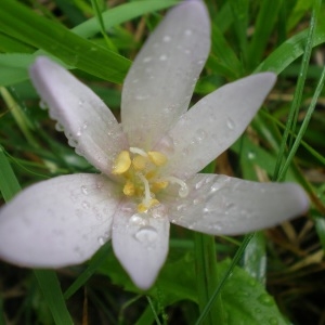 Photographie n°675846 du taxon Colchicum autumnale L. [1753]