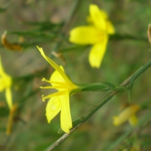 Photographie n°675852 du taxon Lactuca viminea (L.) J.Presl & C.Presl [1819]