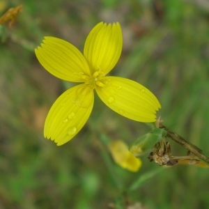 Photographie n°675853 du taxon Lactuca viminea (L.) J.Presl & C.Presl [1819]