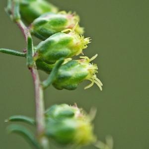 Photographie n°675892 du taxon Artemisia campestris L. [1753]