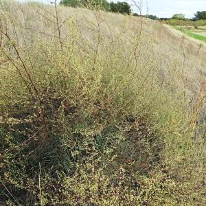 Photographie n°675894 du taxon Artemisia campestris L. [1753]