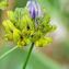  Jacques Maréchal - Medicago sativa subsp. ambigua (Trautv.) Tutin