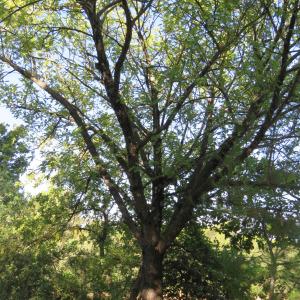 Photographie n°675908 du taxon Sorbus domestica L. [1753]