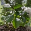  William CROCHOT - Hydrangea macrophylla (Thunb.) Ser. [1830]