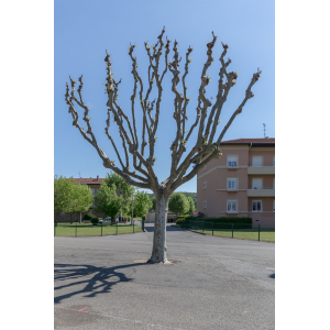 Platanus ×hispanica Mill. ex Münchh. var. hispanica