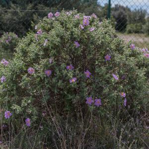 Photographie n°676325 du taxon Cistus albidus L. [1753]