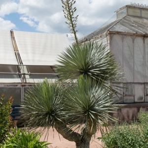 Photographie n°676328 du taxon Yucca gloriosa L. [1753]