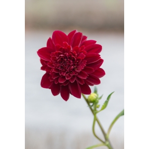 Dahlia pinnata Cav. (Dahlia)