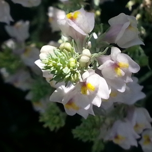 Photographie n°676347 du taxon Linaria repens (L.) Mill. [1768]