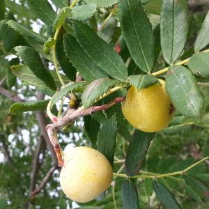 Photographie n°676353 du taxon Sorbus domestica L. [1753]