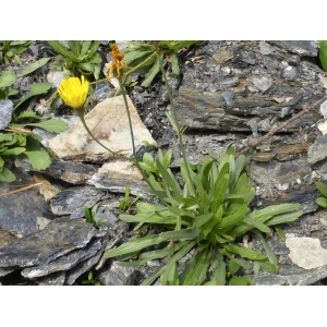 Hieracium glaucum subsp. nipholepium Nägeli & Peter (Épervière glauque)
