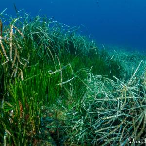 Photographie n°676408 du taxon Posidonia oceanica (L.) Delile [1813]