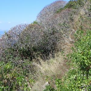 Photographie n°676518 du taxon Euphorbia dendroides L. [1753]