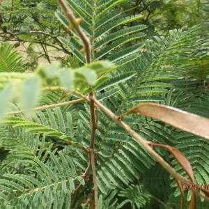 Photographie n°676674 du taxon Acacia macrostachya auct.