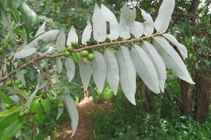 Issaka ZIDA, le 15 septembre 2015 (Ouagadougou)