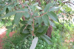 Issaka ZIDA, le 15 septembre 2015 (Ouagadougou)