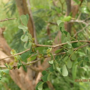 Photographie n°676760 du taxon Acacia gourmaensis A. Chev.