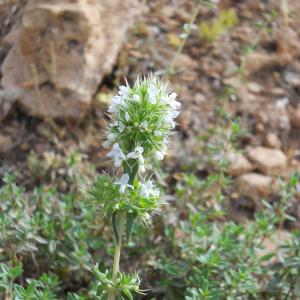 Photographie n°676922 du taxon Thymus serpyllum L. [1753]