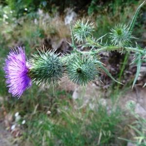 Photographie n°676923 du taxon Cirsium vulgare subsp. vulgare