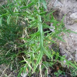 Photographie n°676924 du taxon Cirsium vulgare subsp. vulgare