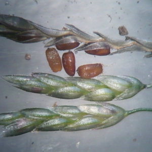 Eragrostis orcuttiana Vasey