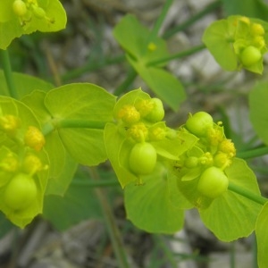 Photographie n°676993 du taxon Euphorbia serrata L. [1753]