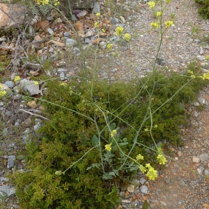 Photographie n°677001 du taxon Hirschfeldia incana (L.) Lagr.-Foss. [1847]