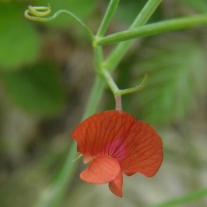 Photographie n°677008 du taxon Lathyrus sphaericus Retz.