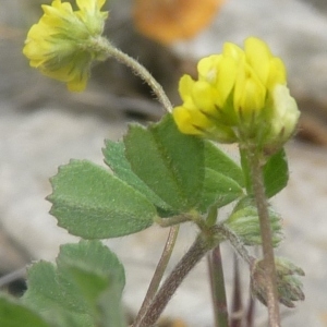 Photographie n°677009 du taxon Medicago coronata (L.) Bartal. [1776]