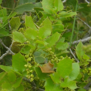 Photographie n°677036 du taxon Quercus coccifera L. [1753]