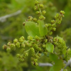 Photographie n°677037 du taxon Quercus coccifera L. [1753]