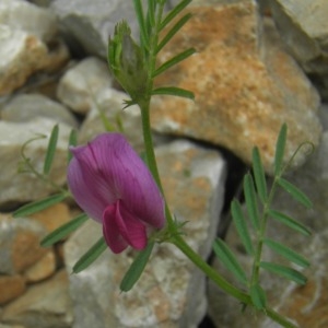 Photographie n°677060 du taxon Vicia sativa subsp. amphicarpa (L.) Batt. [1889]