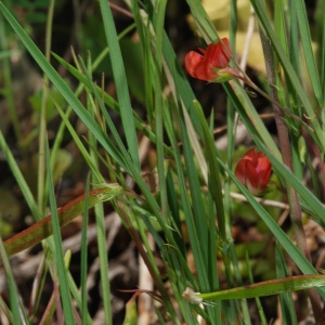 Photographie n°677120 du taxon Lathyrus sphaericus Retz.