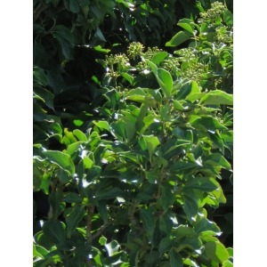 Hedera helix subsp. helix cv. Arborescens 