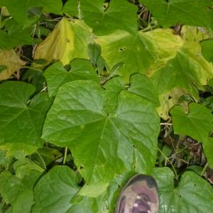 Photographie n°677127 du taxon Sicyos angulata L. [1753]