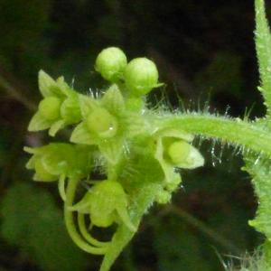 Sicyos angulata L. (Concombre anguleux)
