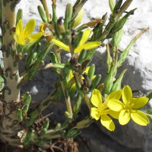 Photographie n°677140 du taxon Lactuca viminea (L.) J.Presl & C.Presl [1819]