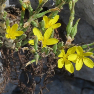Photographie n°677141 du taxon Lactuca viminea (L.) J.Presl & C.Presl [1819]