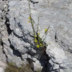 Photographie n°677142 du taxon Lactuca viminea (L.) J.Presl & C.Presl [1819]